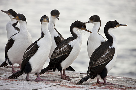 蓝眼Cormorant-福克兰群岛图片