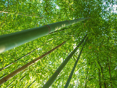 竹竹植物森林单子被子植物群图片