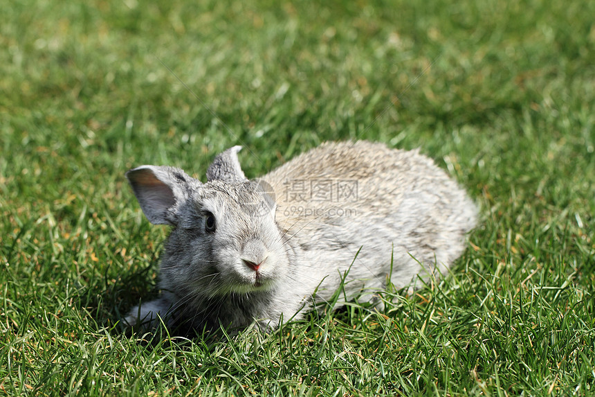 灰兔农场兔形耳朵草地动物场地哺乳动物农村毛皮婴儿图片