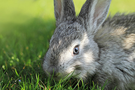 灰兔兔形宠物草地农村场地农场耳朵哺乳动物动物毛皮图片