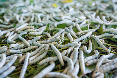 丝虫材料丝绸纺织品叶子绿色昆虫食物幼虫宏观织物图片