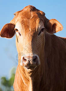 棕色奶牛的近身图片