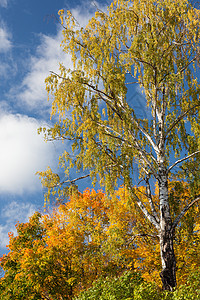 阳光晴天的秋树图片
