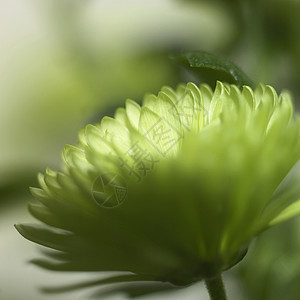 菊花花瓣绿色菊花植物学花粉植物宏观美丽生长展示绿色植物树叶花束背景