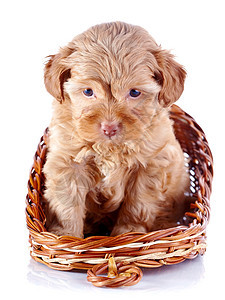 小狗小狗 装饰的狗 在一篮子贵宾犬犬类棕色友谊褐色毛皮朋友好奇心快乐哺乳动物图片