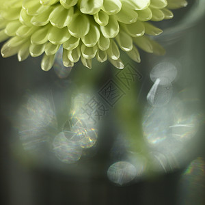 菊花花瓣绿色菊花花园美丽植物宏观植物学生长绿色植物树叶植物群展示背景