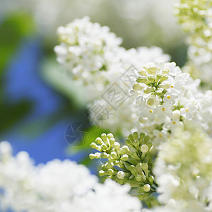 白银季节阳光花园植物宏观叶子衬套绿色图片