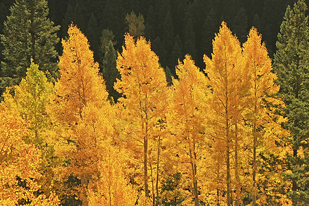 科罗拉多圣胡安国家森林 秋色的阿斯彭树森林绿色国家天空松树蓝色宏观荒野风景地区性背景图片