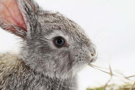 灰兔野兔宠物农业耳朵乐趣动物灰色白色荒野哺乳动物图片