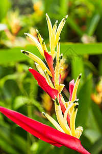 花朵花在花园里 在回乡的花朵上装饰绿色情调植被热带异国火炬鹦鹉风格橙子背景图片