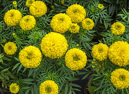 黄色万寿菊花生长花园活力季节万寿菊植物花粉植物群花瓣热带图片