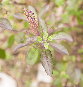 泰国花园后院的红面包圈健康草本植物美容紫雨迷迭香食物影棚研钵扁叶概念图片