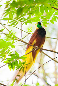 乐园鸟羽毛环境栖息热带生态天堂野生动物丛林森林公园图片