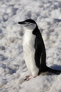 南极洲的企鹅冷冻鸟类野生动物荒野旅游旅行海鸟鱼尾藻图片