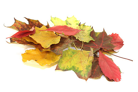 彩色秋叶叶子印象橙子金子树叶花园植物学葡萄叶落叶季节图片