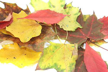 色彩多彩的秋秋秋花图片