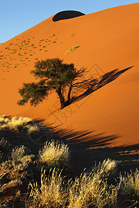 沙丘纳米布沙漠纳米比亚擦洗风景荒野荒地地形沙丘干旱灌木丛沙漠图片