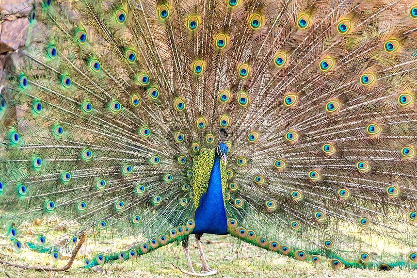 孔雀脖子蓝色野生动物动物男性活力羽毛绿色尾巴图片