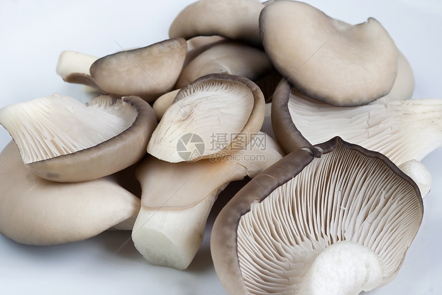 牡蛎帽蘑菇食物真菌美味医疗侧耳平菇伞菌植物宏观牡蛎盖图片
