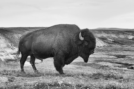 美国在黄石公园的比辛危险孤独野牛风景移民牛肉草原农场水牛荒野图片