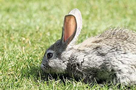 灰兔农场兔形农村草地哺乳动物宠物场地毛皮耳朵动物图片