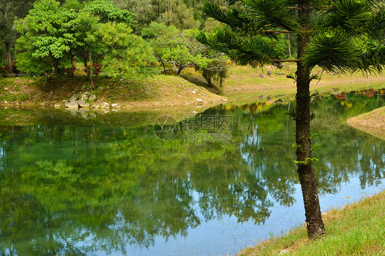 皮帕湖荒野吸引力太阳森林草本植物木头土地旅行晴天公园图片