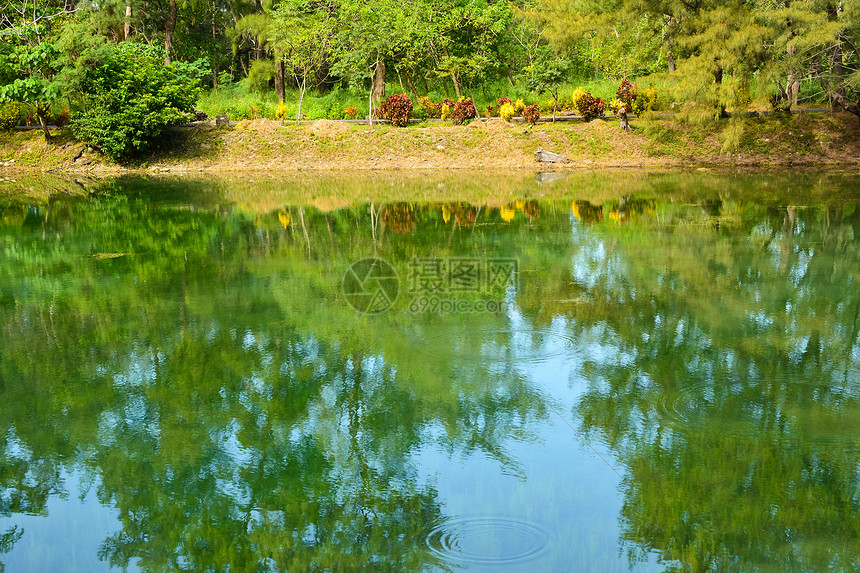 皮帕湖晴天分支机构木头吸引力旅行叶子太阳荒野公园草本植物图片