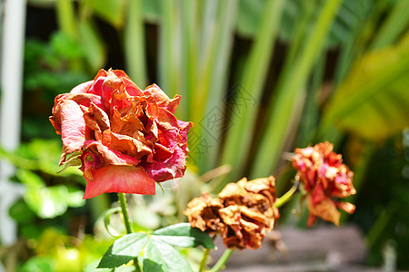 枯萎的玫瑰纪念日损失乡愁褪色植物死亡生活悲伤脆弱性衰变图片