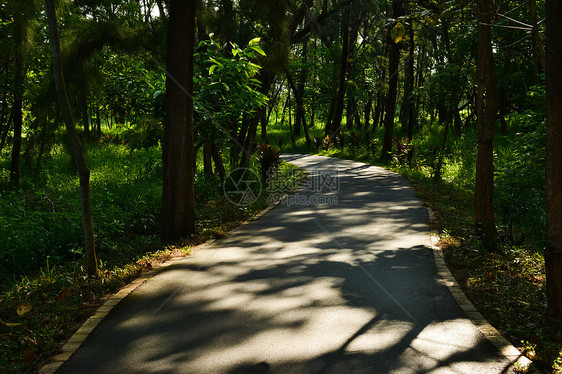 Taitung森林公园树林公园森林射线荒野旅行叶子小路季节植物图片