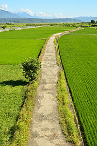 国家稻米农场途径灌溉小路幼苗生长叶子森林稻田食物种植园图片