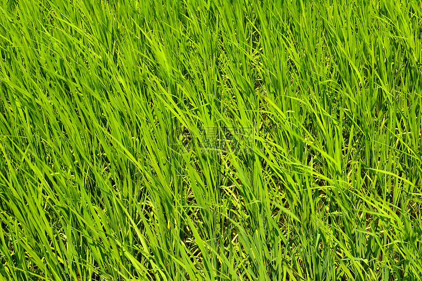 国家稻米农场粮食种植园草地植物叶子幼苗谷物稻田培育托盘图片