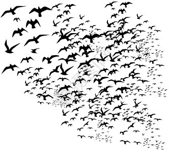 黑人背景鸟类生命矢量艺术插图剪影翅膀航班野生动物生活季节森林绘画家禽背景图片