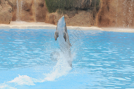 蓝色水上的灰色海豚生物水族馆微笑娱乐动物海洋瓶子生活荒野鲸鱼图片