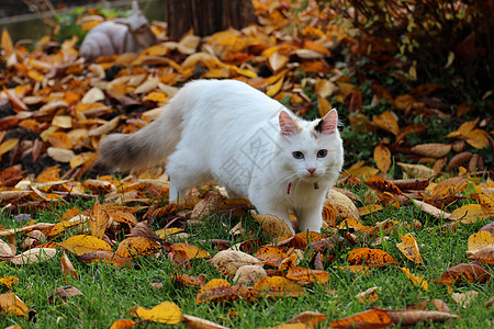 小猫 白猫 秋天图片