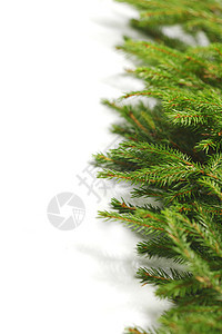 白色的fir Banch松树云杉绿色针叶枝条背景图片