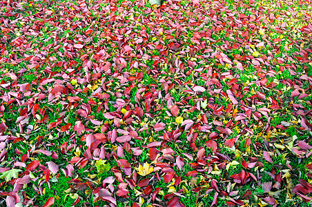 落叶红色绿色叶子背景图片