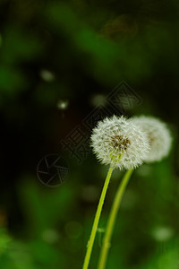 蒲公英花宏观季节生活场地草本植物种子花园花朵太阳植物学图片