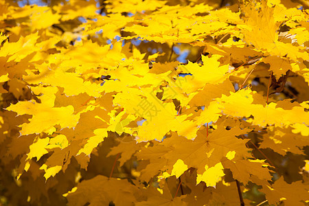 黄叶植物黄色叶子绿色团体阳光橙子活力森林金子图片
