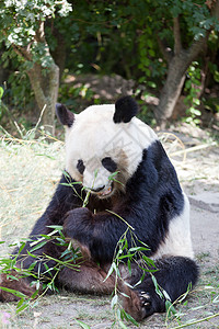 大熊熊熊 一只熊是竹子逃逸毛皮森林动物树木动物学公园旅行野生动物哺乳动物旅游背景图片