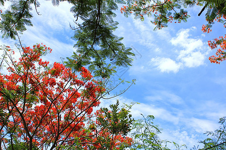 蓝天空下的鲜花Poinciana橙子蔷薇火焰天空植物蓝色公园花瓣季节叶子夏天高清图片素材
