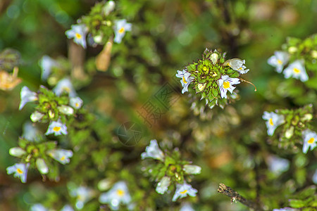 Euphrasy植物群草本植物眼药水植物康复药品医疗植物学白色蓝色图片