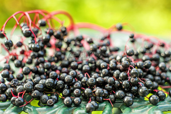 长莓季节长老药品黑色水果食物植物图片