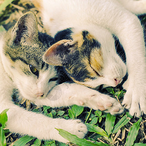 睡在花园的两只小猫咪 反转过滤效果图片