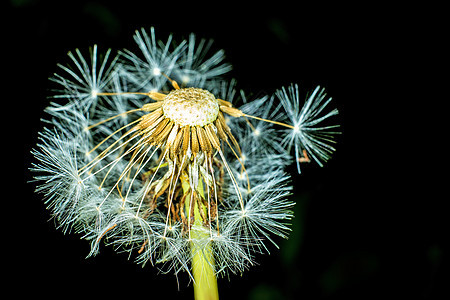 花生种子黑色康复宏观植物治愈药品雌蕊美丽背景图片