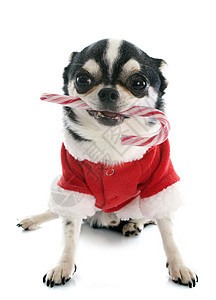基督教吉华宠物季节糖果红色新年展示小狗戏服幽默图片