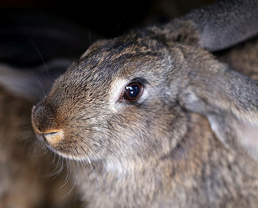棕兔头 快关门色相野生动物变化哺乳动物摄影动物变色食草野兔大脚图片