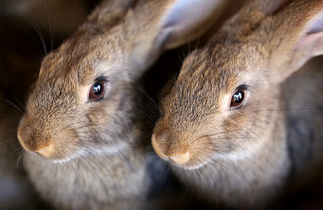 幼兔养殖场和育种宠物夫妻动物畜牧业耳朵市场毛皮野兔农民哺乳动物图片
