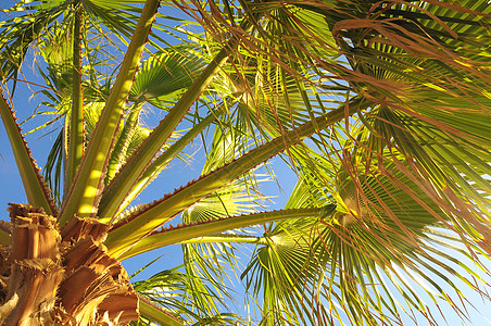 绿棕榈假图案森林花园绿叶叶子植物丛林生长阳光椰子背景图片