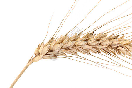 一只黑麦耳朵农场食物稻草玉米面包金子谷物大麦生长种子图片