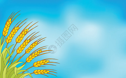 小麦主题图像1图片